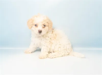 Bichon-Poo image