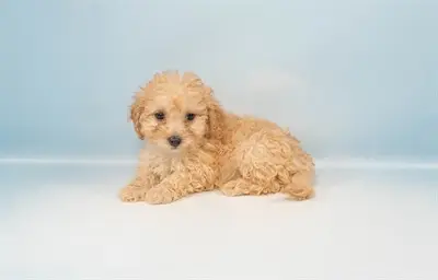 Bichon-Poo image