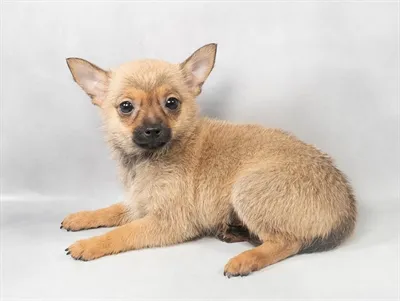 PomChi image