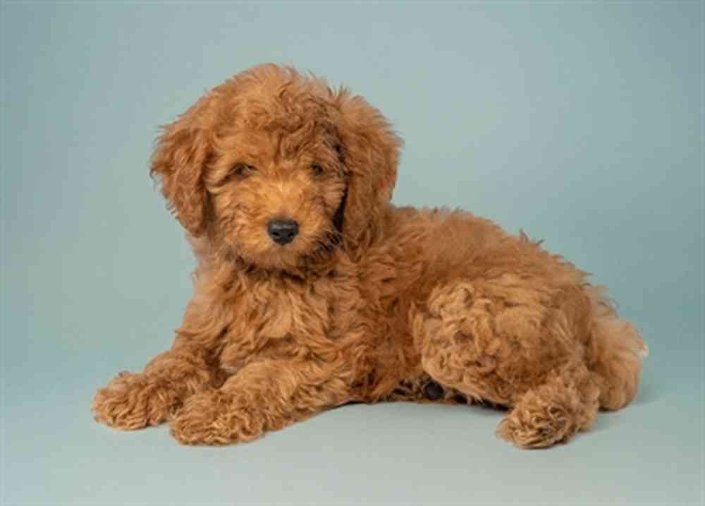 Miniature Goldendoodle F1B image