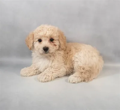 Miniature Goldendoodle F1B image