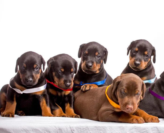 Doberman Pinscher Puppies for Sale
