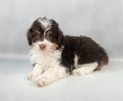Toy Aussie-Poo image