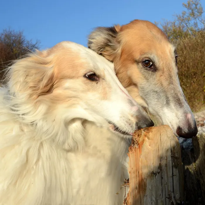 Borzoi Puppies for Sale