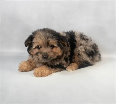 Yorkie-Pom image