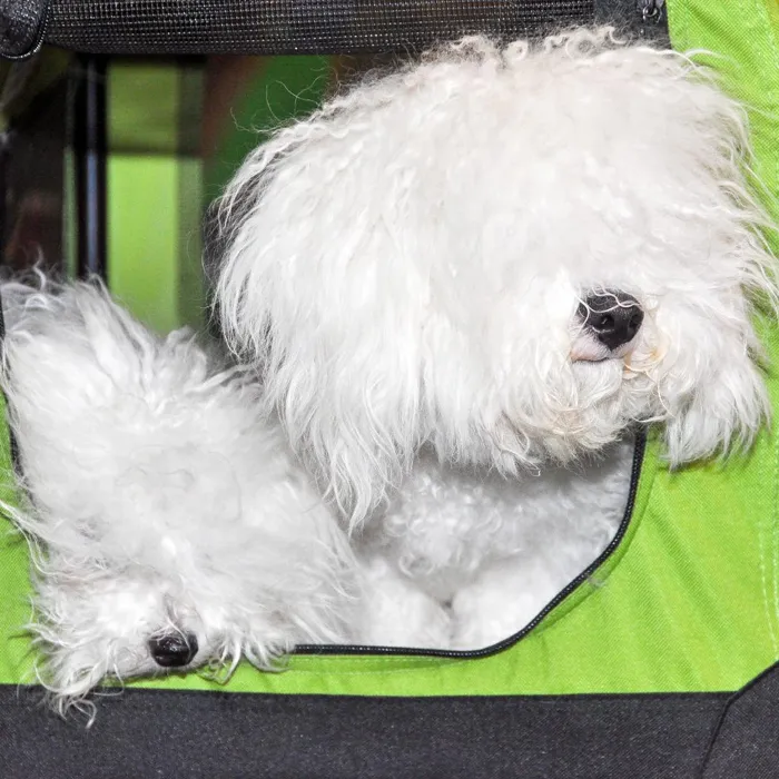 Bolognese Puppies for Sale