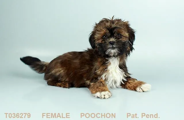 T036279-1.jpg