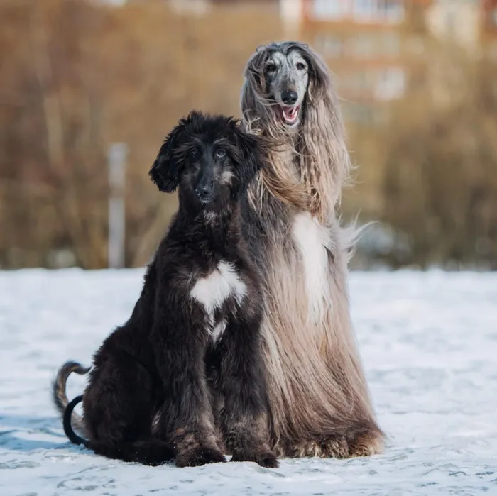 Afghan Hound Puppies for Sale