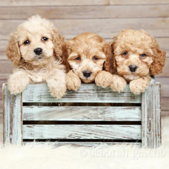 Boglen Terrier Puppies for Sale