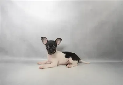 Female Taco Terrier puppy for sale at Puppies Plus - Melbourne.