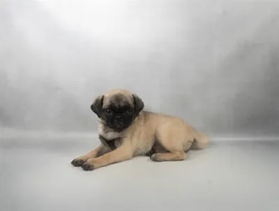 Female Pug puppy for sale at Puppies Plus - Melbourne.