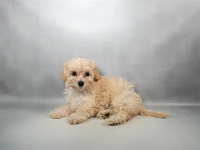 Female Malti-Poo puppy for sale at Puppies Plus - Melbourne.