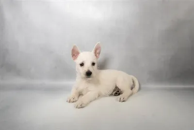 Female West Highland White Terrier puppy for sale at Puppies Plus - Melbourne.