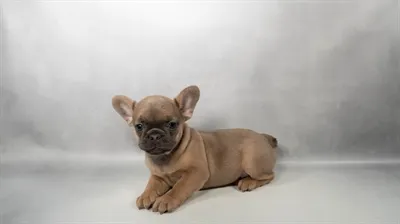 Female French Bulldog puppy for sale at Puppies Plus - Melbourne.