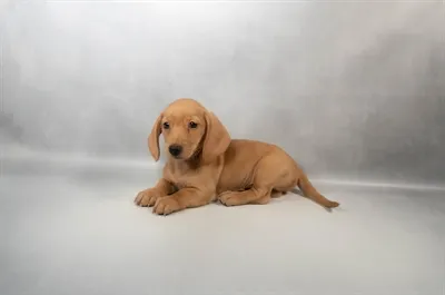 Male Dachshund puppy for sale at Puppies Plus - Melbourne.