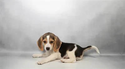 Male Beagle puppy for sale at Puppies Plus - Melbourne.