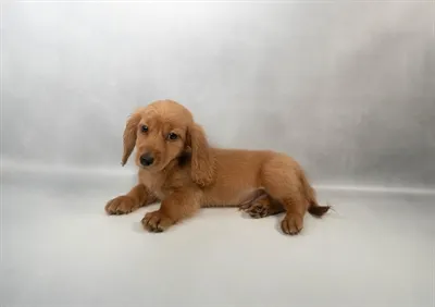 Male Dachshund puppy for sale at Puppies Plus - Melbourne.