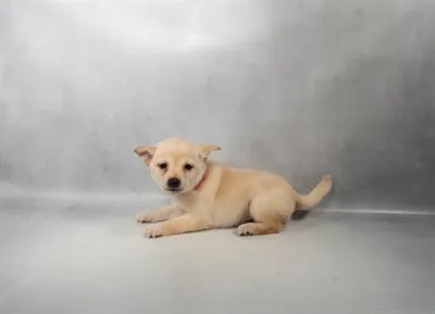 Female Shiba Inu puppy for sale at Puppies Plus - Melbourne.