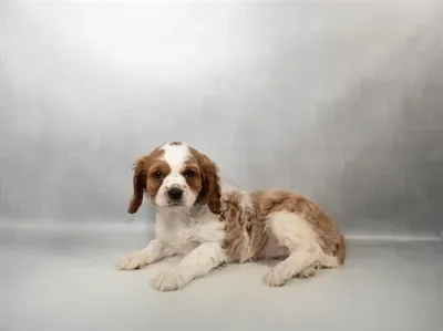 Female Cavalier King Charles Spaniel puppy for sale at Puppies Plus - Melbourne.