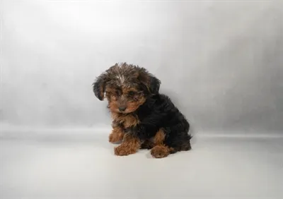 Male Yorkie-Poo puppy for sale at Puppies Plus - Melbourne.