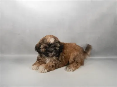 Male Shih Tzu puppy for sale at Puppies Plus - Melbourne.