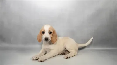 Female Beagle puppy for sale at Puppies Plus - Melbourne.