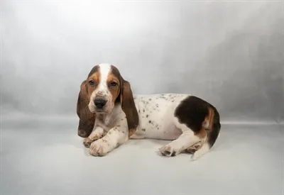Female Basset Hound puppy for sale at Puppies Plus - Melbourne.