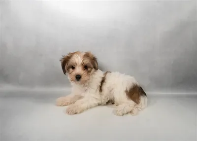 Female Yochon puppy for sale at Puppies Plus - Melbourne.