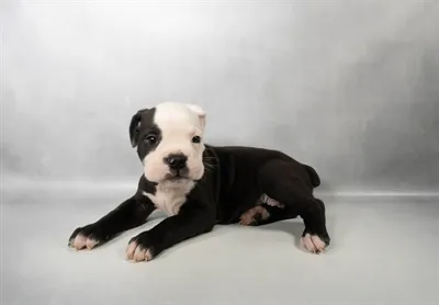 Male Old English Bulldog puppy for sale at Puppies Plus - Melbourne.