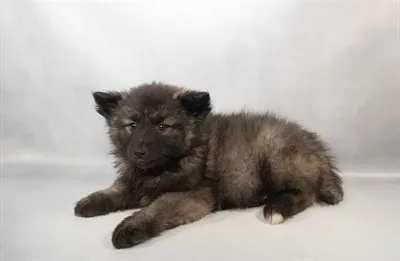 Female Keeshond puppy for sale at Puppies Plus - Melbourne.