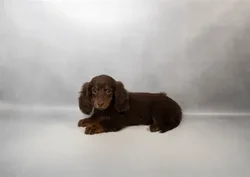Female Dachshund puppy for sale at Puppies Plus - Melbourne.