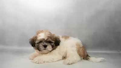 Male Shih Tzu puppy for sale at Puppies Plus - Melbourne.