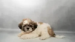 Male Shih Tzu puppy for sale at Puppies Plus - Melbourne.