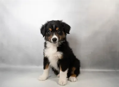 Male Mini Aussie puppy for sale at Puppies Plus - Melbourne.