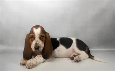 Female Basset Hound puppy for sale at Puppies Plus - Melbourne.