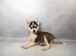 Male Hybrid puppy for sale at Puppies Plus - Melbourne.