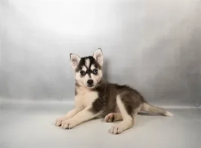 Male Pomsky puppy for sale at Puppies Plus - Melbourne.
