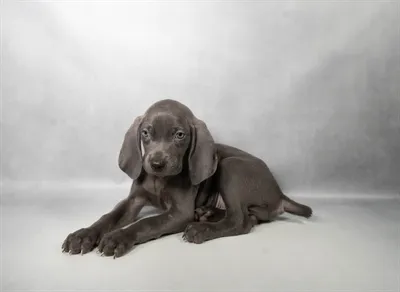 Male Weimaraner puppy for sale at Puppies Plus - Melbourne.