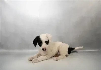 Male Min Pin-Poodle puppy for sale at Puppies Plus - Melbourne.
