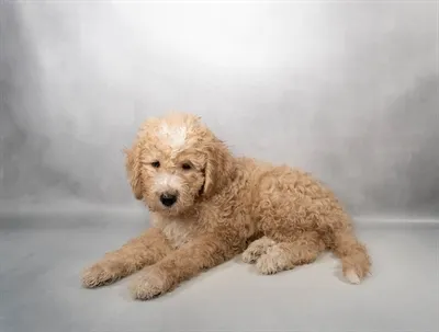 Male Miniature Goldendoodle F1B puppy for sale at Puppies Plus - Melbourne.