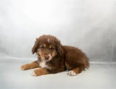 Male Toy Australian Shepherd puppy for sale at Puppies Plus - Melbourne.