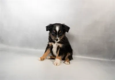 Male Mini Aussie puppy for sale at Puppies Plus - Melbourne.