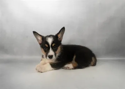Female Pembroke Welsh Corgi puppy for sale at Puppies Plus - Melbourne.