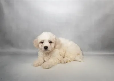 Female Coton De Tulear puppy for sale at Puppies Plus - Melbourne.