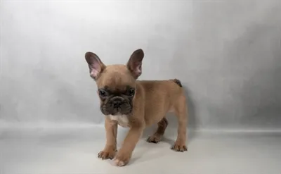 Male French Bulldog puppy for sale at Puppies Plus - Melbourne.