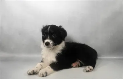 Male Mini Aussie puppy for sale at Puppies Plus - Melbourne.