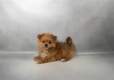 Female Malti-Pom puppy for sale at Puppies Plus - Melbourne.