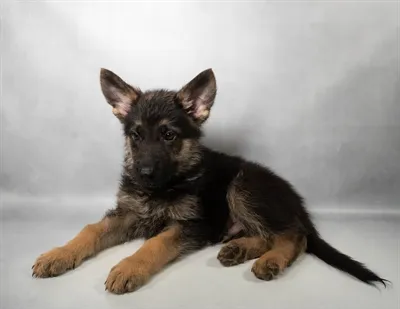 Male German Shepherd puppy for sale at Puppies Plus - Melbourne.