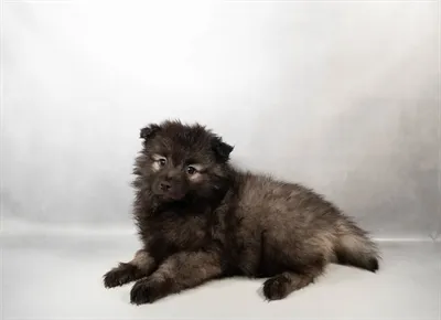 Male Keeshond puppy for sale at Puppies Plus - Melbourne.