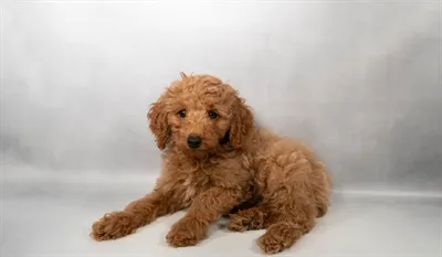 Male Cockapoo puppy for sale at Puppies Plus - Melbourne.
